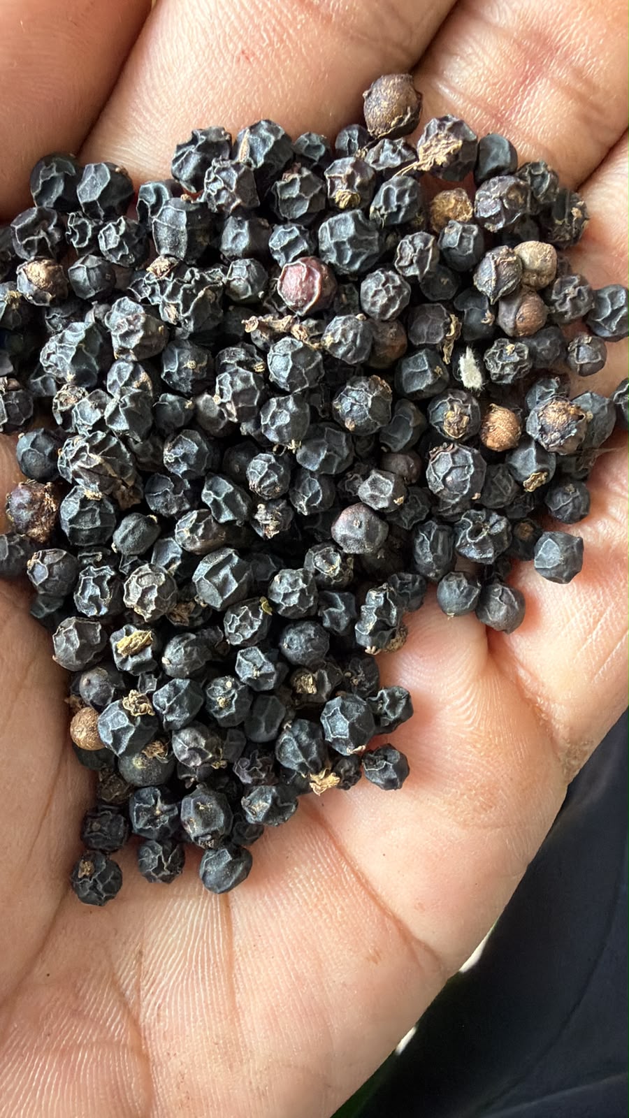 Black pepper quality view