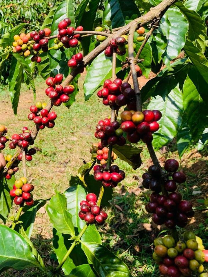 Coffee and cocoa export sourcing