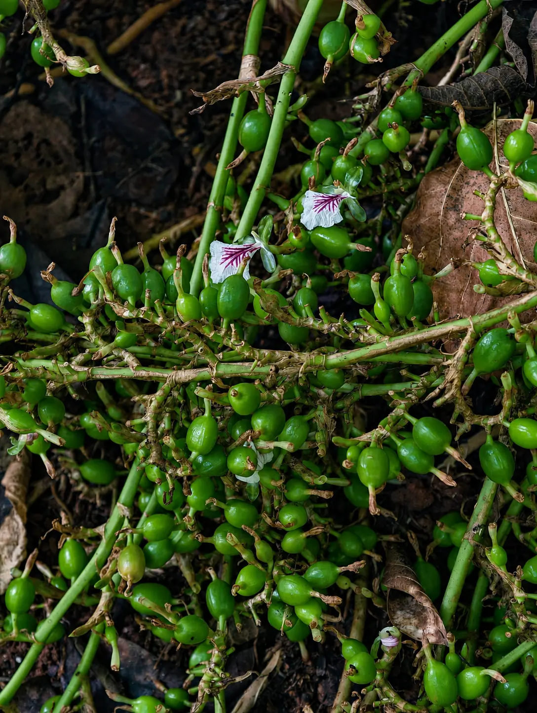 Green cardamom pods and flowers