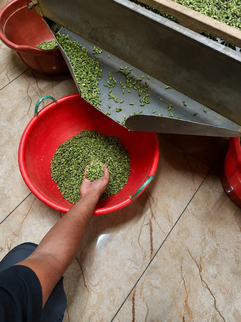 Green cardamom sorting process