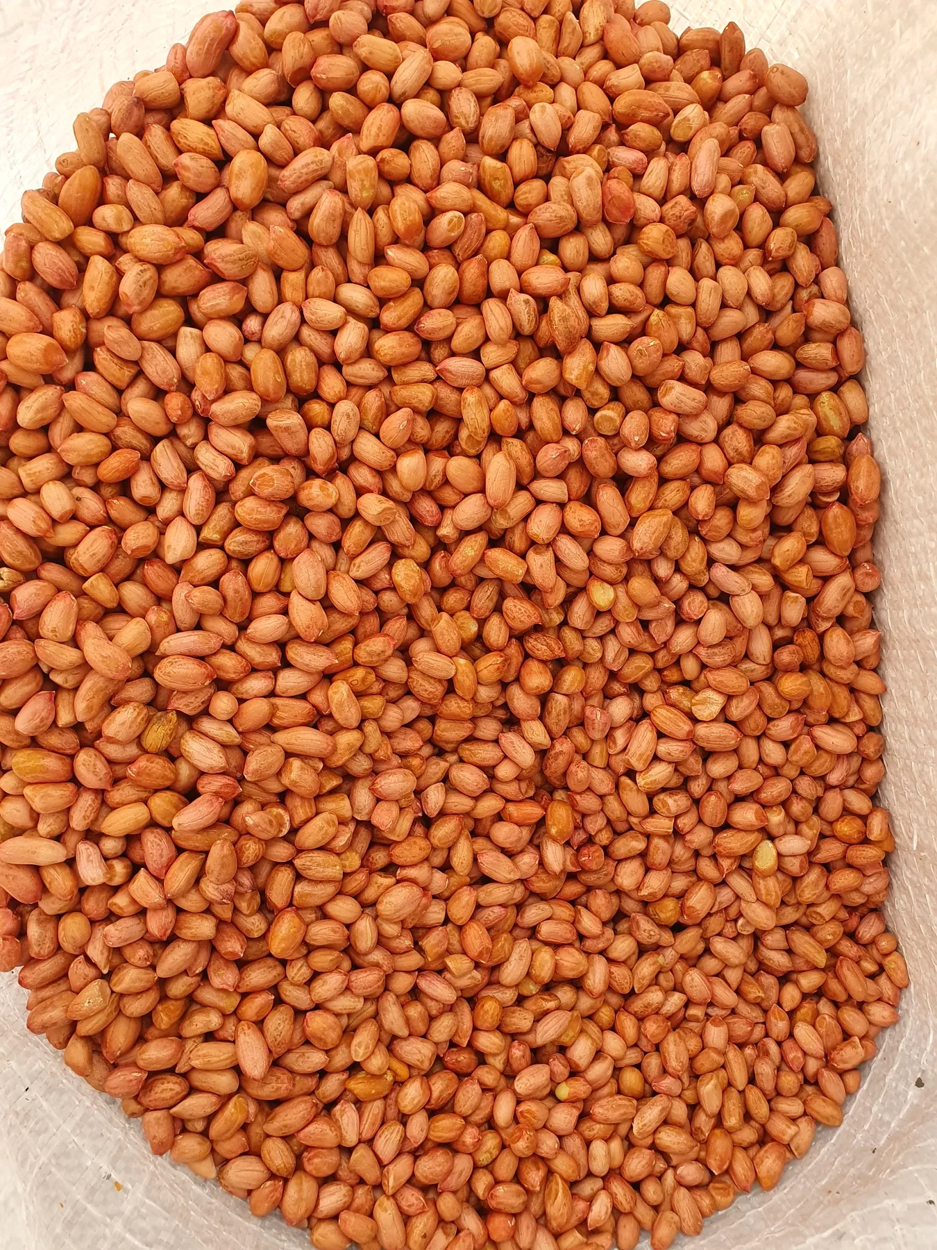 Indian raw peanuts bulk bag